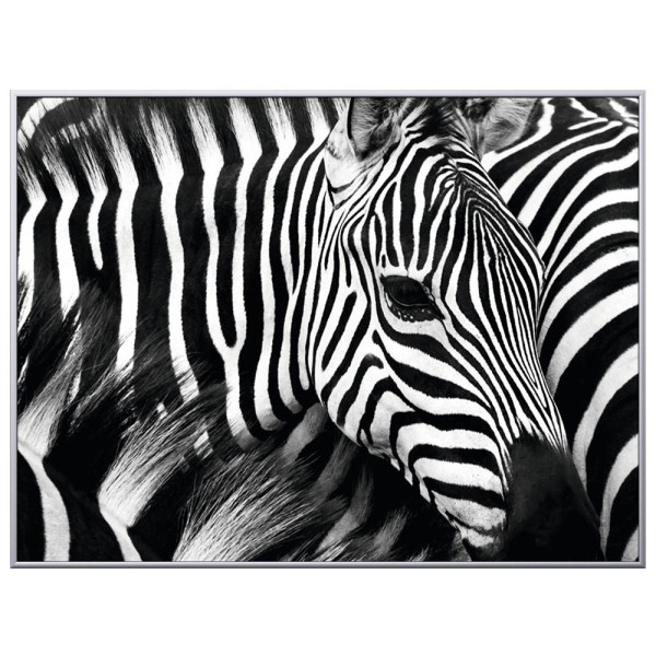 3660141890839 - Wandbild Zebra 1CCF60X803506C