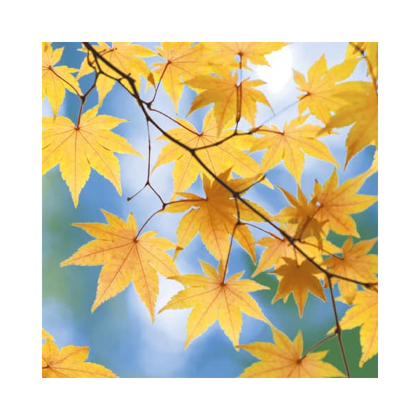 7321011993819 - Motivserviette Herbst 33x33cm 7321011993819 PAPER+DESIGN